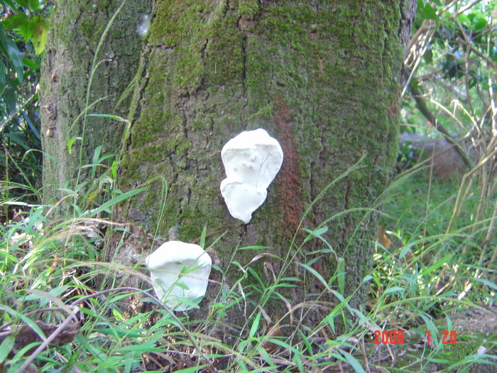 DSC04520.JPG