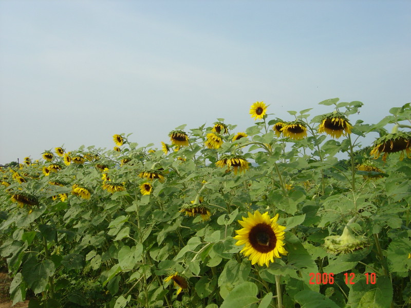 DSC03290.JPG